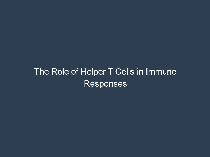 The Role of Helper T Cells in Immune Responses